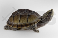 170006_Sternotherus-odoratus_Moschusschildkroete_02