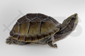 170006_Sternotherus-odoratus_Moschusschildkroete_02