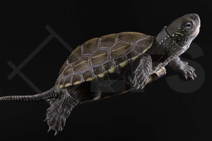 170201_Mauremys-reevesii_Chinesische-Dreikielschildkroete_03