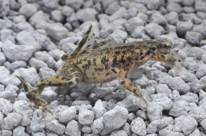 180002_Hymenochirus-boettgeri_Zwergkrallenfrosch_01