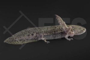 180007_Ambystoma-mexicanum_Axolotl-natur_01