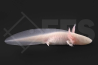 180008_Ambystoma-mexicanum_Axolotl-albino_01