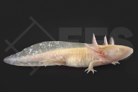 180021_Ambystoma-mexicanum_Axolotl-pearl_01