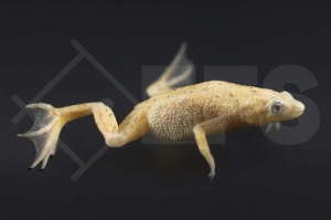 180026_Hymenochirus-boettgeri_Zwergkrallenfrosch-gold_01