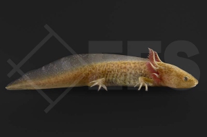 180028_Ambystoma-mexicanum_Axolotl-copper_01