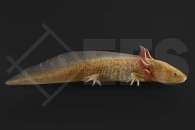 180028_Ambystoma-mexicanum_Axolotl-copper_01