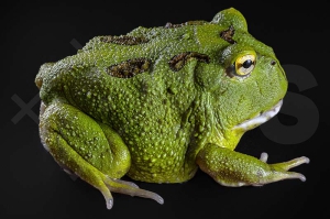 180029_Ceratophrys-cranwelli_Schmuckhornfrosch_green_01