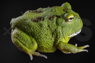 180029_Ceratophrys-cranwelli_Schmuckhornfrosch_green_01