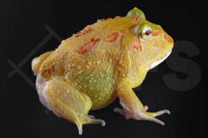 180030_Ceratophrys-cranwelli_Schmuckhornfrosch_yellow-Pikachu_01