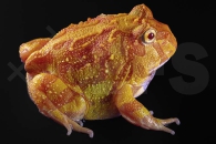 180031_Ceratophrys-cranwelli_Schmuckhornfrosch_apricot_01