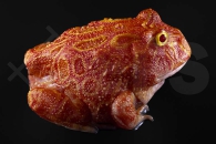 180032_Ceratophrys-cranwelli_Schmuckhornfrosch_strawberry_01