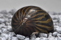 190003_Neritina-natalensis_Zebra-Rennschnecke_Mega-Algenfresser_01
