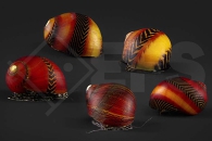 190010_Neritina_Vittina-waigiensis_Rote-Rennschnecke_01