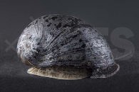 190021_Neritina-pulligera_Militaerhelmschnecke_01