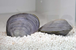 190029_Batissa-violacea_Blaue-Saphirmuschel_01