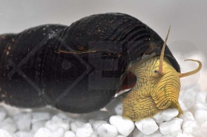 190032_Tylomelania-spec-Yellow_Gelbe-Pososchnecke_01