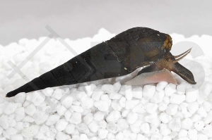 190033_Stenomelania-torulosa_Langnasen-Schnecke_01