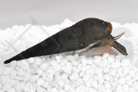 190033_Stenomelania-torulosa_Langnasen-Schnecke_01