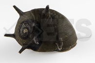 190047_Clithon-corona-black_Geweihschnecke_02