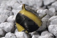 190048_Clithon-spec_Hummel-Geweihschnecke_01