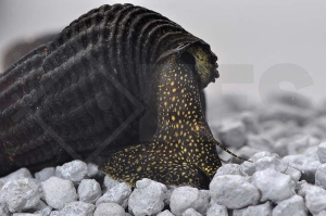 190054_Tylomelania-towutensis_Goldpunkt-Pososchnecke_01