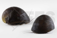 190056_Neritina-violacea_Rotlippen-Rennschnecke_02