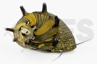 190057_Clithon-corona_Sonnenschnecke_01