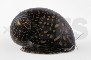 190060_Neritina-variegata_Batik-Schnecke_01