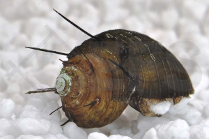 190061_Thiara-cancellata_Haarige-Turmdeckelschnecke_01