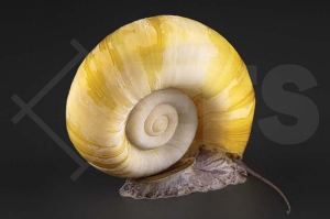 190071_Marisa-cornuarietis_Paradiesschnecke-gold_01