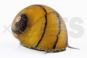 190072_Neritina-spec_O-Ring-Rennschnecke_01
