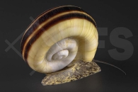 190074_Marisa-cornuarietis_Paradiesschnecke_01