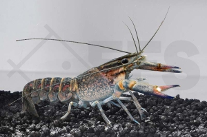 1600387_Cherax-quadricarinatus_Rotscherenkrebs_01