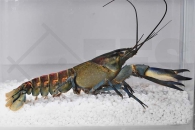 1600537_Cherax-spec-blue-moon_Dunkelblauer-Krebs_01