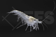 1600567_Macrobrachium-kulsiense_Schneefloeckchengarnele_01