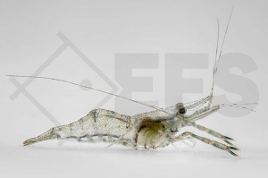 1600577_Macrobrachium-spec_Ringelhandgarnele_rot_01