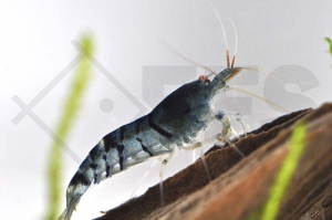 1600607_Caridina-cf-cantonensis_Blaue-Tigergarnele_01