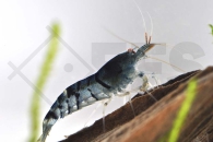 1600607_Caridina-cf-cantonensis_Blaue-Tigergarnele_01