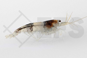 1600627_Caridina-logemanni_Bienengarnele_02