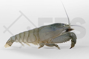 1600637_Atya-gabonensis_Blaue-Monstergarnele_01