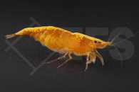 1600677_Caridina-thambipillai_Orange-Mandaringarnele_01