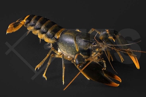 1600707_Cherax-spec_orange-tip_Feuerkrebs_01