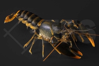 1600707_Cherax-spec_orange-tip_Feuerkrebs_01