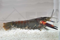 1600827_Cherax-spec_Red-Chili-Lobster_01