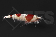 1600857_Caridina-logemanni_Crystal-red-HQ_01