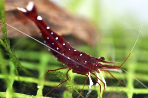 1600867_Caridina-dennerli_Kardinalsgarnele_01