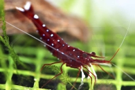 1600867_Caridina-dennerli_Kardinalsgarnele_01