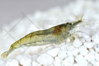 1600917_Caridina-spec-rainbow_Regenbogengarnele_01