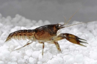 1600977_Cambarellus-patzcuarensis-black_Schwarzer-Zwergkrebs_01