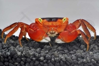 1601007_Metasesarma-aubryi_Rote-Chamaeleonkrabbe_01